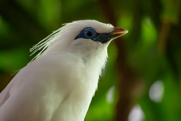 Mynah Rothschild Leucopsar Rothschildi Bonito Branco Olhos Azuis Starling Endêmico — Fotografia de Stock