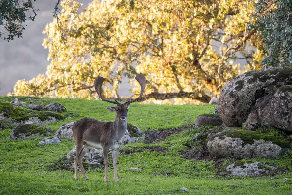 ヨーロッパの秋の鹿 ダマニョ ヨーロッパの森林や牧草地からの大きな美しい象徴的な動物 アンダルシア スペイン — ストック写真