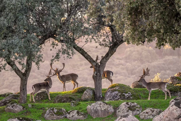 European Fallow Deer Dama Dama Stort Vackert Ikoniskt Djur Från — Stockfoto