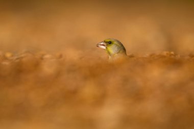 Avrupa yeşil ispinozu - Kloris klorisi, Avrupa bahçelerinden ve ormanlık alanlardan güzel geçen kuş, Endülüs, İspanya.
