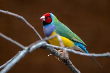 Gouldian Finch - Chloebia gouldiae, beautiful colorful small passerine bird from Australian woodlands and bushes, Australia.