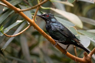 Asya Glossy Starling - Aplonis panayensis, Asya ormanları ve ormanlarından güzel renkli tüneyen kuş, Malezya.