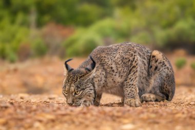 İber vaşağı - Luchs Pardinus, İber ormanları ve ormanlarından, Endülüs, İspanya.