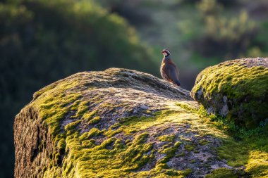 Kırmızı bacaklı Partridge - Alectoris rufa, Avrupa çayırlarında yaşayan sülün familyasından güzel renkli toprak kuşu, Endülüs, İspanya.