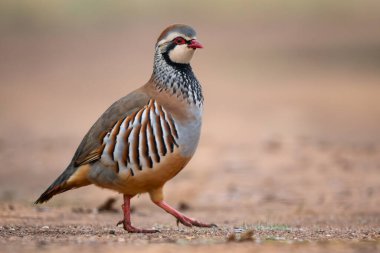 Kırmızı bacaklı Partridge - Alectoris rufa, Avrupa çayırlarında yaşayan sülün familyasından güzel renkli toprak kuşu, Endülüs, İspanya.