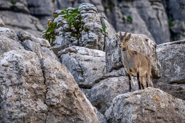 Iberian Ibex Capra Pyrenaica Beautiful Popular Mountain Wild Coat Iberia — стоковое фото