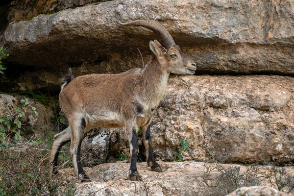 Iberiska Ibex Capra Pyrenaica Vackra Populära Berg Vilda Get Från — Stockfoto