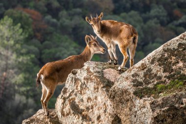 İberya Ibex - Capra pyrenaica, güzel popüler dağ keçisi İberya dağları ve tepeleri, Endülüs, İspanya.