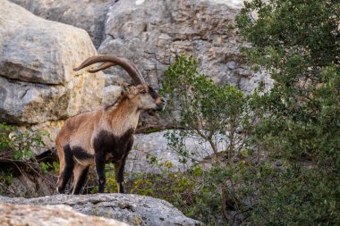 İberya Ibex - Capra pyrenaica, güzel popüler dağ keçisi İberya dağları ve tepeleri, Endülüs, İspanya.