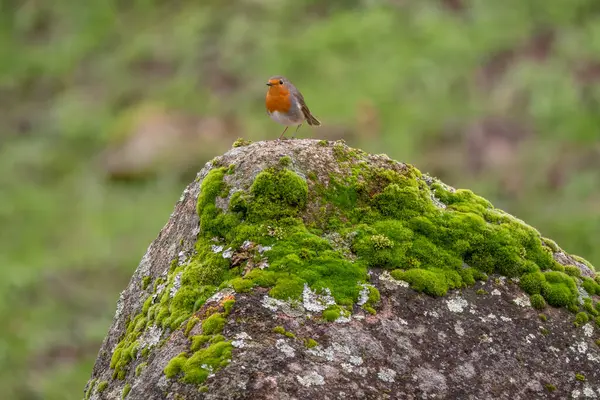 Europese Robin Erithacus Rubecula Prachtige Rode Baarsvogel Uit Europese Tuinen — Stockfoto