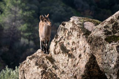 İberya Ibex - Capra pyrenaica, güzel popüler dağ keçisi İberya dağları ve tepeleri, Endülüs, İspanya.