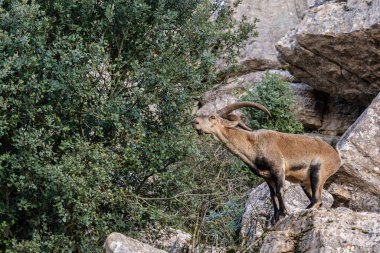 İberya Ibex - Capra pyrenaica, güzel popüler dağ keçisi İberya dağları ve tepeleri, Endülüs, İspanya.