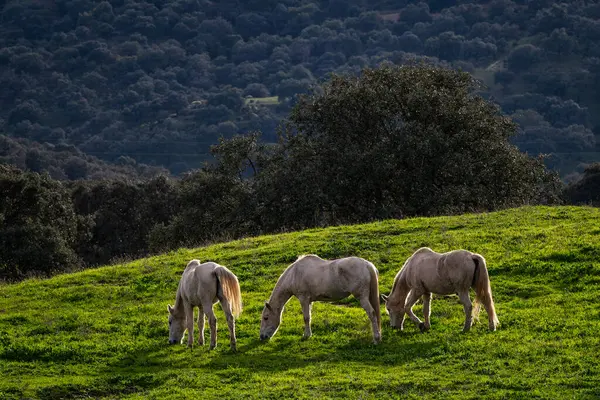 Hästen Equus Ferus Caballus Populärt Vackert Stort Husdjur Betesmark Andalusien — Stockfoto