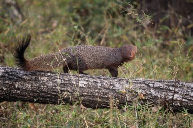 Ruddy Mongoose - Herpestes smithii - güzel utangaç misk etoburları Güney Asya çalıları ve ormanlarından, Nagarahole Tiger Reserve, Hindistan.