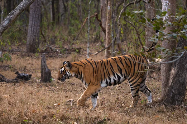 Bengalisk Tiger Panthera Tigris Tigris Vacker Färgad Stor Katt Från — Stockfoto