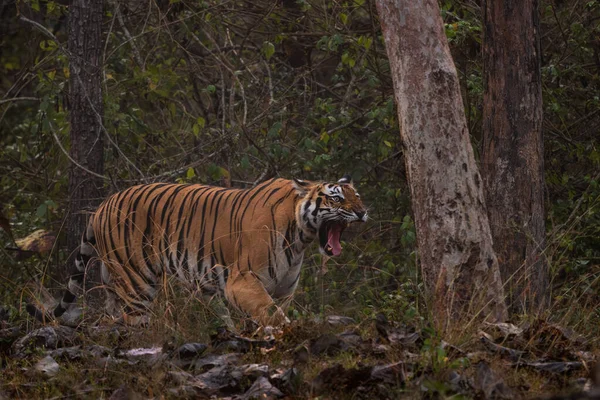 Bengal Tiger Panthera Tigris Tigris Beautiful Colored Large Cat South — Stock Photo, Image