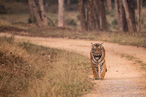 Bengal Tiger Panthera Tigris Tigris Wunderschön Gefärbte Großkatze Aus Südasiatischen — Stockfoto