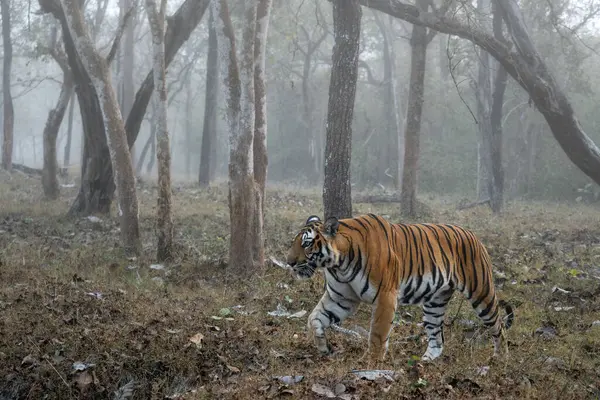 Bengal Tiger Panthera Tigris Tigris Beautiful Colored Large Cat South — Stock Photo, Image