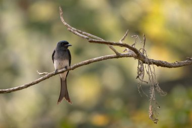 Beyaz karınlı Drongo - Dicrurus caerulescens, Asya çalılıklarından ve ormanlık alanlardan tüneyen güzel siyah kuş, Nagarahole Tiger Reserve, Hindistan.