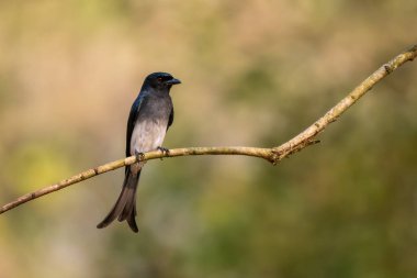 Beyaz karınlı Drongo - Dicrurus caerulescens, Asya çalılıklarından ve ormanlık alanlardan tüneyen güzel siyah kuş, Nagarahole Tiger Reserve, Hindistan.