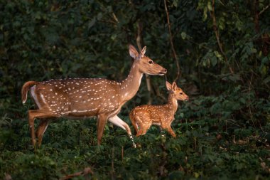Chital - Eksen, Asya çayırlarından, çalılardan ve ormanlardan güzel renkli küçük geyik, Nagarahole Tiger Reserve, Hindistan.