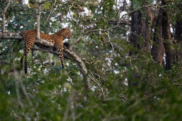 Indian Leopard Panthera Pardus Fusca Beautiful Iconic Wild Cat South — Stock Photo, Image