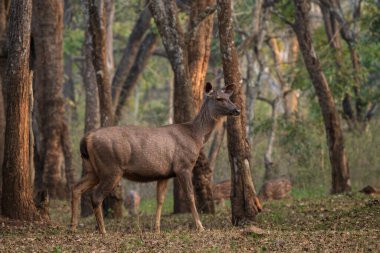 Sambar Deer - Rusa unicolor, large iconic deer from South and Southeast Asian forests and woodlands, Nagarahole Tiger Reserve, India. clipart