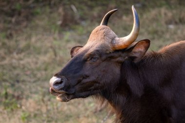 Indian Gaur - Bos gaurus, the biggest in the world beautiful wild cattle from South Asian forests and woodlands, Nagarahole Tiger Reserve, India. clipart