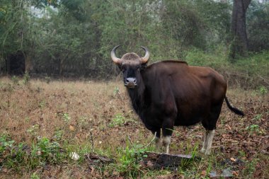 Hint Gaur - Bos Gaurus, dünyanın en büyük vahşi sığırları Güney Asya ormanları ve ormanlarından, Nagarahole Tiger Reserve, Hindistan.