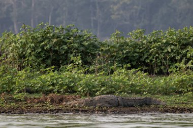 Marsh Crocodile - Crocodylus palustris, large iconic lizard from South Asian swamps, marshes and lakes, Nagarahole Tiger Reserve, India. clipart