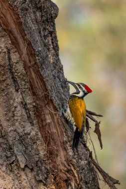 Kara kıçlı Flameback - Dinozor Benghalense, Güney Asya ormanlarından, ormanlardan ve ormanlardan güzel renkli ağaçkakan, Nagarahole Tiger Reserve, Hindistan.