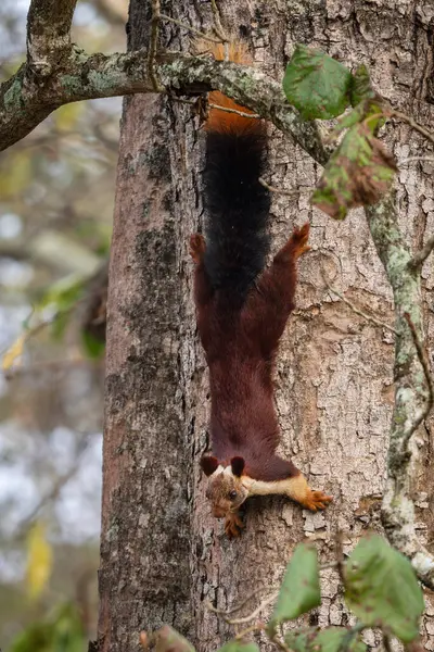 Indian Giant Squirrel Ratufa Indica Beautiful Large Colored Squirrel South — Stock Photo, Image