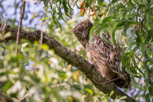 Brown Fish Owl Ketupa Zeylonensis Bela Grande Esconderijo Dentro Árvore — Fotografia de Stock
