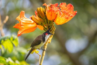 Kırmızı bıyıklı Bulbul - Pycnonotus jocosus, Güney Asya ormanlarından, çalılardan ve bahçelerinden güzel renkli tüneyen kuş, Nagarahole Tiger Reserve, Hindistan.