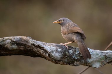 Jungle Babbler - Argya striata, Güney Asya ormanları ve ormanlık alanlardan gelen utangaç, kahverengi tünemiş kuş, Nagarahole Tiger Reserve, Hindistan.