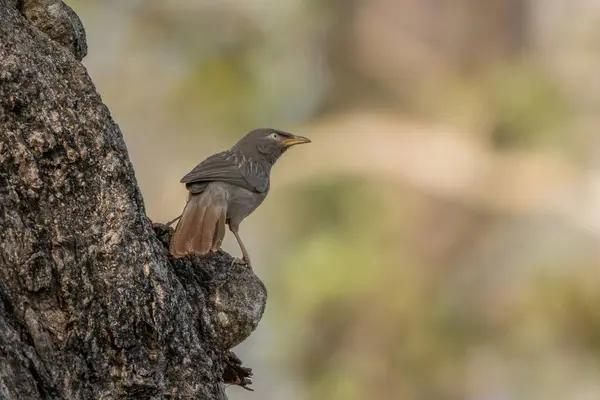 Jungle Babbler Argya Striata Scheue Versteckte Braune Sitzvogel Aus Südasiatischen — Stockfoto