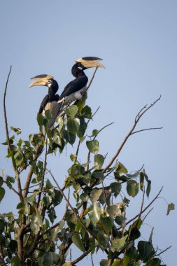 Malabar Pied-hornbill - Anthracoceros coronatus, large hornbill from Indian subcontinent, Nagarahole Tiger Reserve, India. clipart