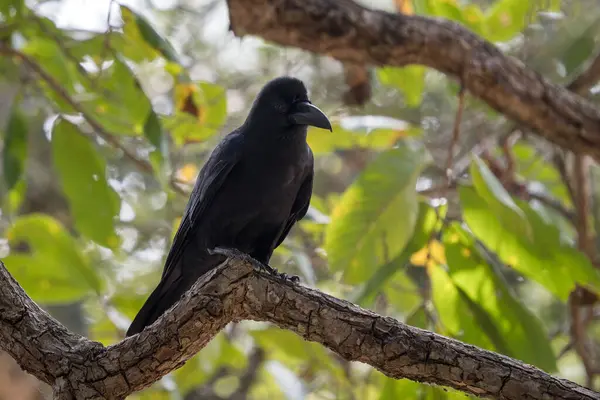 Indian Jungle Crow Corvus Culminatus Duży Czarny Ptak Okoniowy Południowoazjatyckich — Zdjęcie stockowe