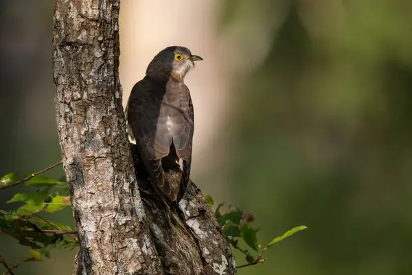 Indischer Kuckuck Cuculus Micropterus Scheuer Waldvogel Mit Einzigartigem Klang Aus — Stockfoto