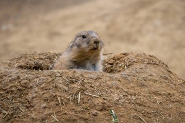 Siyah kuyruklu Çayır Köpeği - Cynomys ludovicianus, Kuzey Amerika 'nın büyük ovalarından gelen güzel büyük yer kemirgeni.