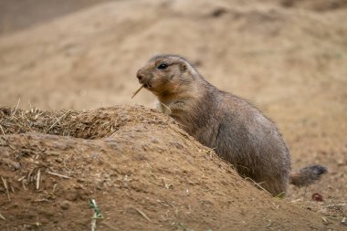 Black-tailed Prairie Dog - Cynomys ludovicianus, beautiful large ground rodent from the Great Plains of North America. clipart