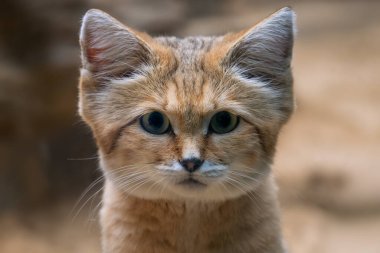 Sand Cat - Felis margarita, portrait of beautiful small wild cat from sandy and stony deserts of North Africa and Middle East, Morocco. clipart