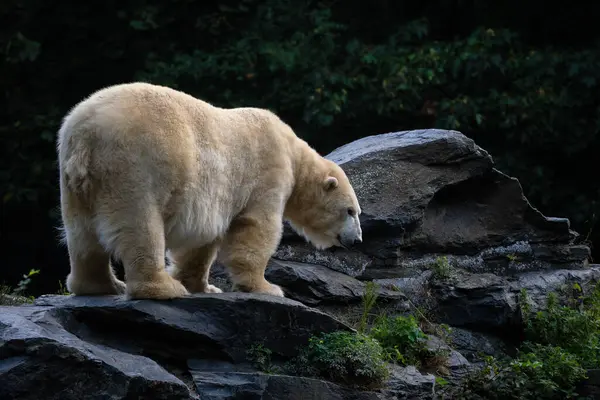 北极熊 Ursus Maritimus 加拿大北极地区一种标志性的美丽大型哺乳动物 皮毛白色 — 图库照片