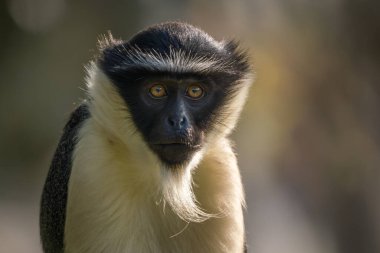 Roloway Guenon - Cercopithecus roloway, Batı Afrika tropikal ormanlarından nesli tükenmekte olan güzel renkli primatın portresi, Gana.