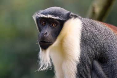 Roloway Guenon - Cercopithecus roloway, Batı Afrika tropikal ormanlarından nesli tükenmekte olan güzel renkli primatın portresi, Gana.