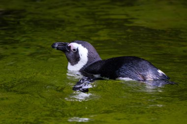 Afrika Pengueni - Spheniscus demersus, Afrika okyanus kıyılarından orta büyüklükte penguen, Güney Afrika.