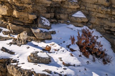 Kar Leoparı - Panthera uncia, Asya yüksek atlılarından güzel ikonik büyük kedi, Himalayalar, Spiti Vadisi, Hindistan.