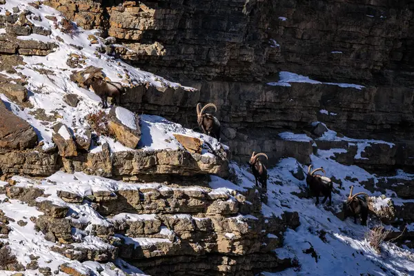 Himalaya Ibex Capra Sibirica Sakeen Orta Asya Tepelerinden Dağlarından Güzel — Stok fotoğraf