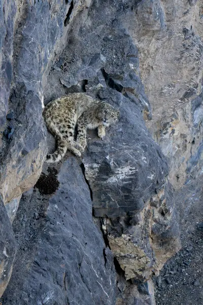Snow Leopard Panthera Uncia Beautiful Iconic Large Cat Asian High — Stock Photo, Image