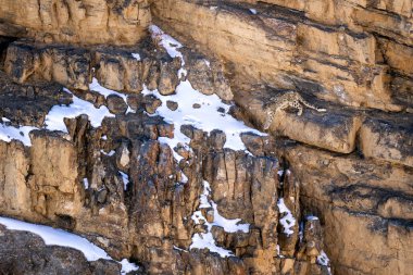 Kar Leoparı - Panthera uncia, Asya yüksek atlılarından güzel ikonik büyük kedi, Himalayalar, Spiti Vadisi, Hindistan.